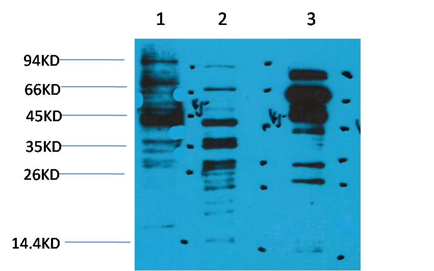 Acetyl Lysine Rabbit pAb