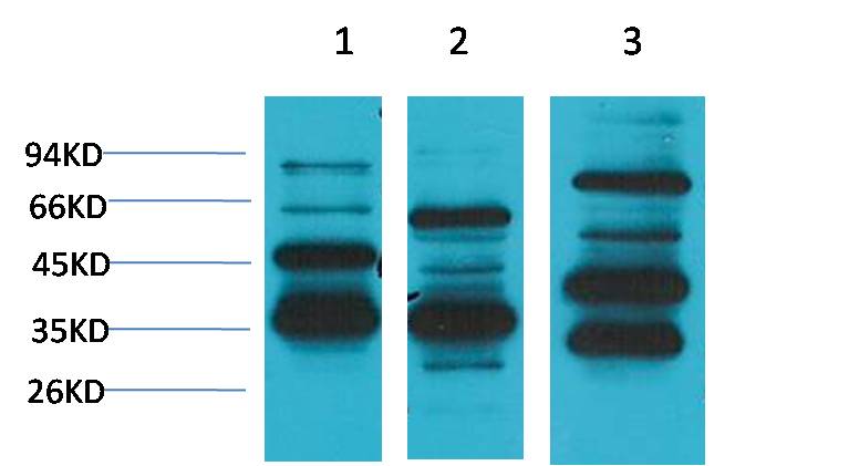 Angiotensin(1-7) Mas Receptor Rabbit pAb