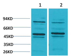 Bestrophin-2 Rabbit pAb