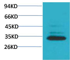 Caspase 3 Rabbit pAb