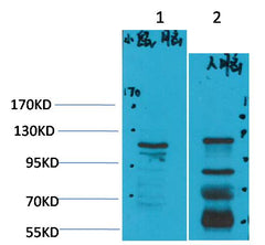 CaVα2δ3 Rabbit pAb