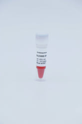 100 bp DNA Ladder 100bp-3000bp