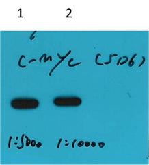 C-Myc-Tag Mouse mAb
