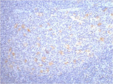 CD68 Mouse mAb