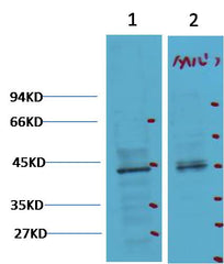 CDX2 Mouse mAb