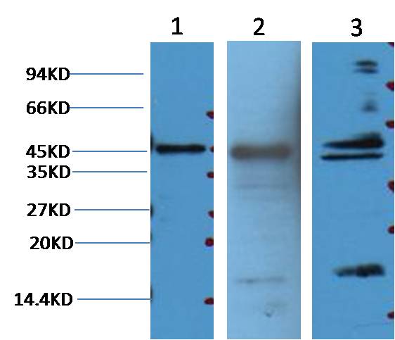 Aquaporin 4 Mouse mAb