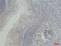 CD2 Mouse mAb