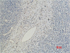CD5 Mouse mAb
