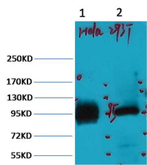 ABCB5 Mouse mAb