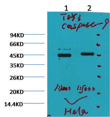 Caspase 9 Mouse mAb