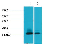 alpha Lactalbumin Mouse mAb