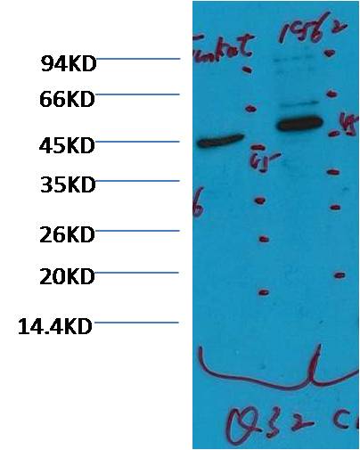 CD16 Mouse mAb
