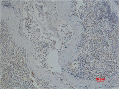 CD41/Integrin α/2b Mouse mAb