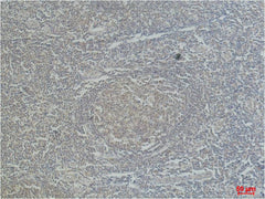 CD68 Mouse mAb