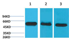 Caspase 8 Mouse mAb