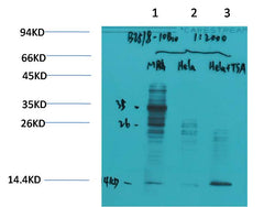 Acetyl Lysine Mouse mAb