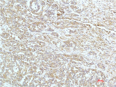 a-actinin (4A12) Mouse mAb