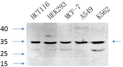 Caspase-7 rabbit pAb