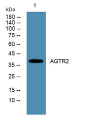 AGTR2 rabbit pAb