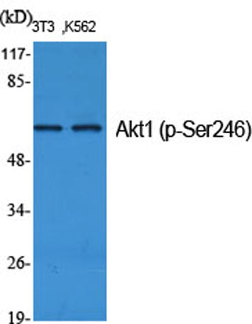 Akt1 (phospho Ser246) rabbit pAb