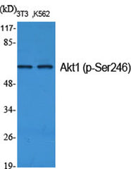 Akt1 (phospho Ser246) rabbit pAb