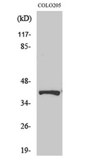 AMPKβ1 (phospho Ser182) rabbit pAb