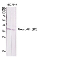 AP-1/Jun D (phospho Ser73/100) rabbit pAb