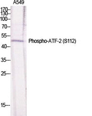 ATF-2 (phospho Ser112) rabbit pAb