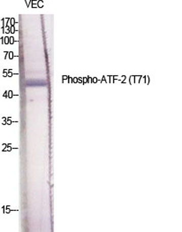 ATF-2 (phospho Thr71) rabbit pAb