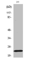 Bad (phospho Ser155) rabbit pAb