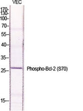 Bcl-2 (phospho Ser70) rabbit pAb