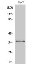 C/EBP β (phospho Thr235) rabbit pAb