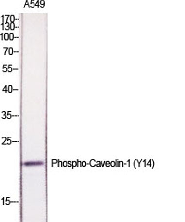 Caveolin-1 (phospho Tyr14) rabbit pAb