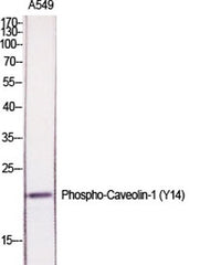 Caveolin-1 (phospho Tyr14) rabbit pAb