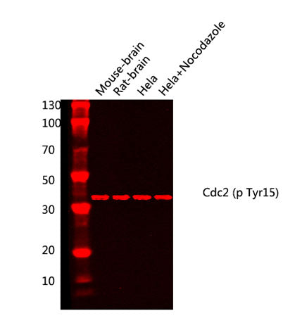 Cdc2 (phospho Tyr15) rabbit pAb