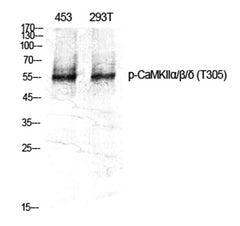 CaMKIIα/β/δ (phospho Thr305) rabbit pAb