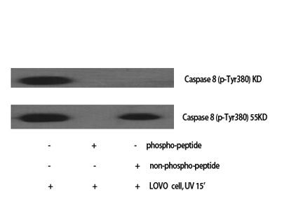 Caspase-8 (phospho Tyr380) rabbit pAb