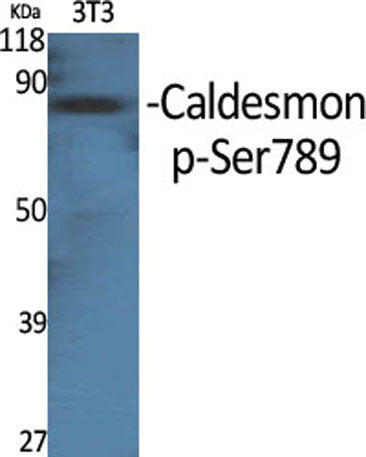 Caldesmon (phospho Ser789) rabbit pAb