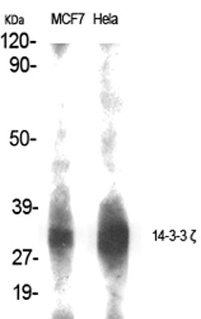 14-3-3 ζ rabbit pAb