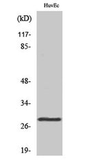 14-3-3 θ rabbit pAb
