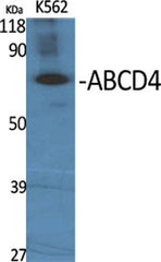 ABCD4 rabbit pAb