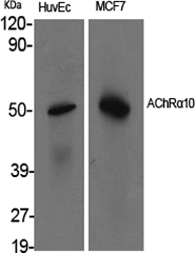AChRα10 rabbit pAb