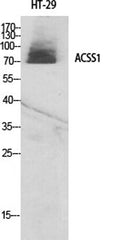 ACSS1 rabbit pAb
