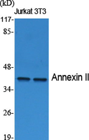 Annexin II rabbit pAb