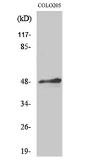 AP-2α/β rabbit pAb