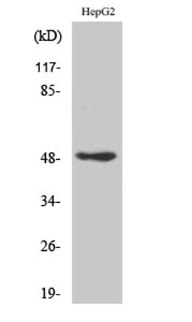 AP-2γ rabbit pAb