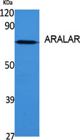 ARALAR rabbit pAb