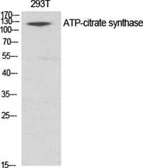 ATP-citrate synthase rabbit pAb