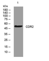 CDR2 rabbit pAb