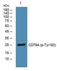 CD79A (phospho-Tyr182) rabbit pAb
